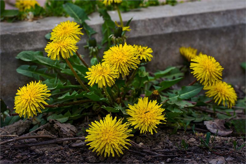 Всюду жизнь фото превью