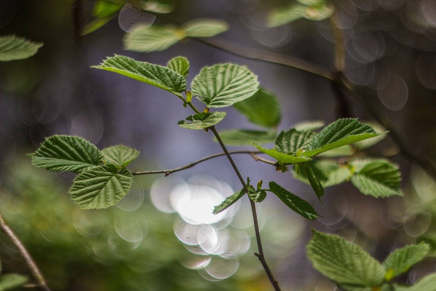 , Руслан Востриков