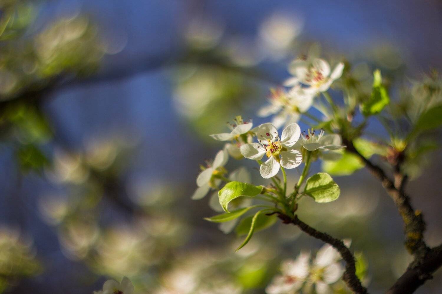 , Руслан Востриков