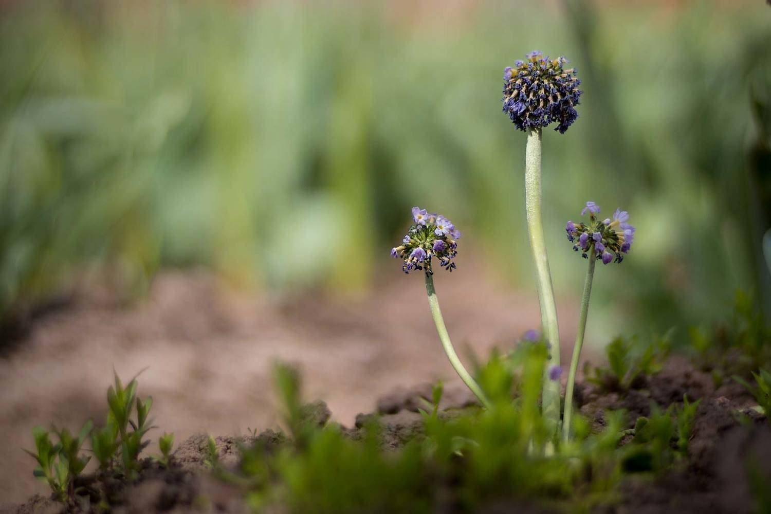, Александр