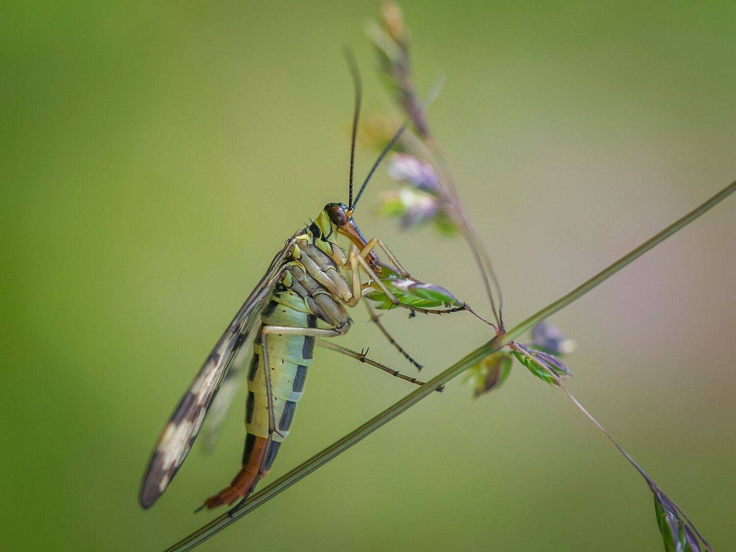 , Евгения Муравская