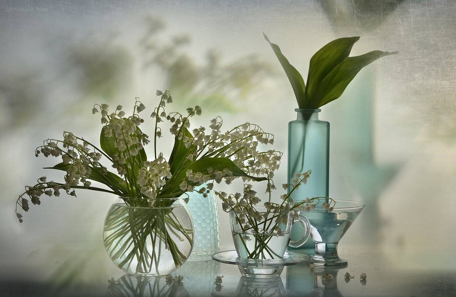 , Шипунова Ирина