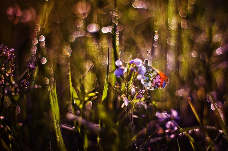 Anthocharis cardamines фото превью