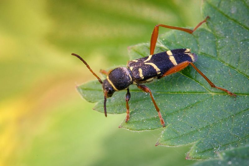 жук оса Усатый франт фото превью