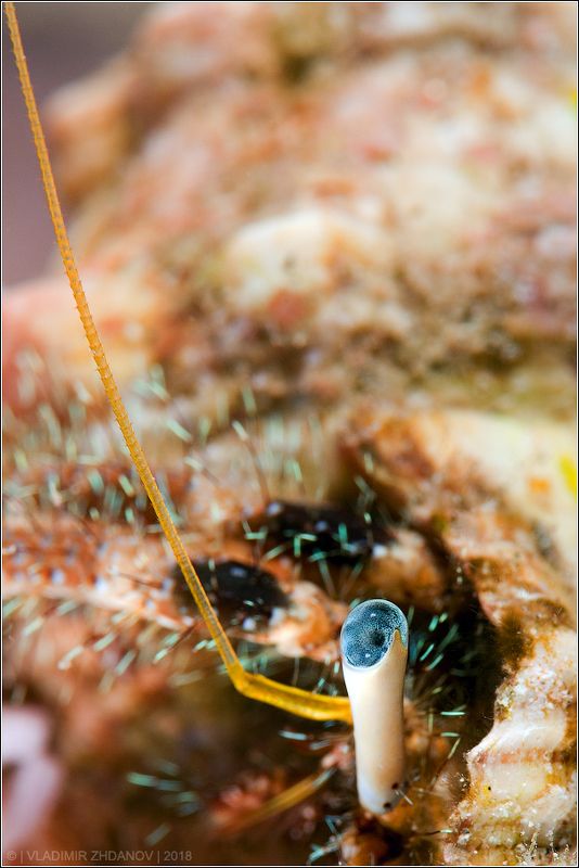 Down Periscope! фото превью