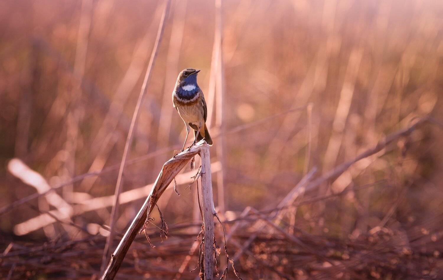 природа, лес, животные, птицы, Дмитрий Посевич