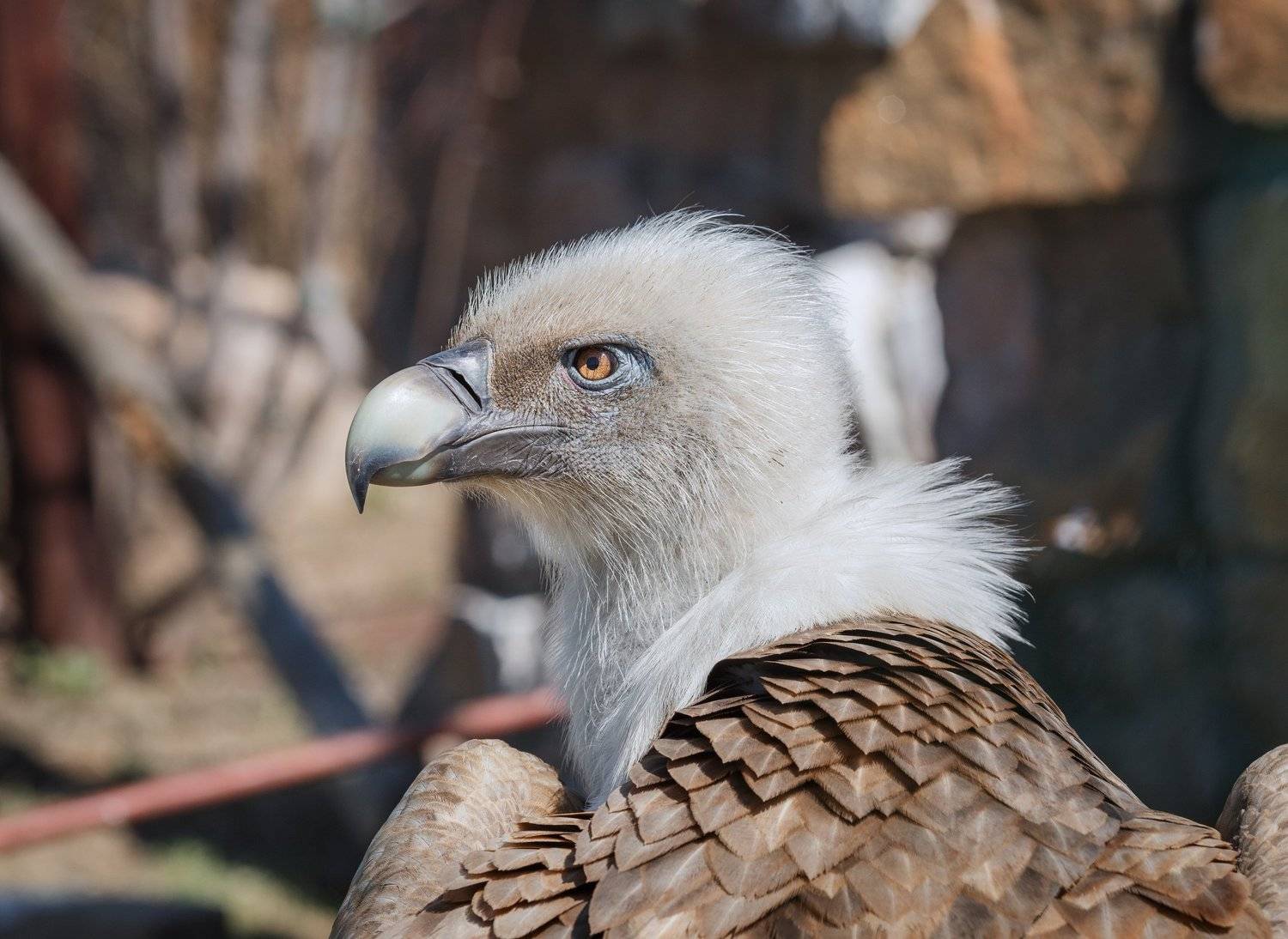 сип белоголовый, Олег Богданов