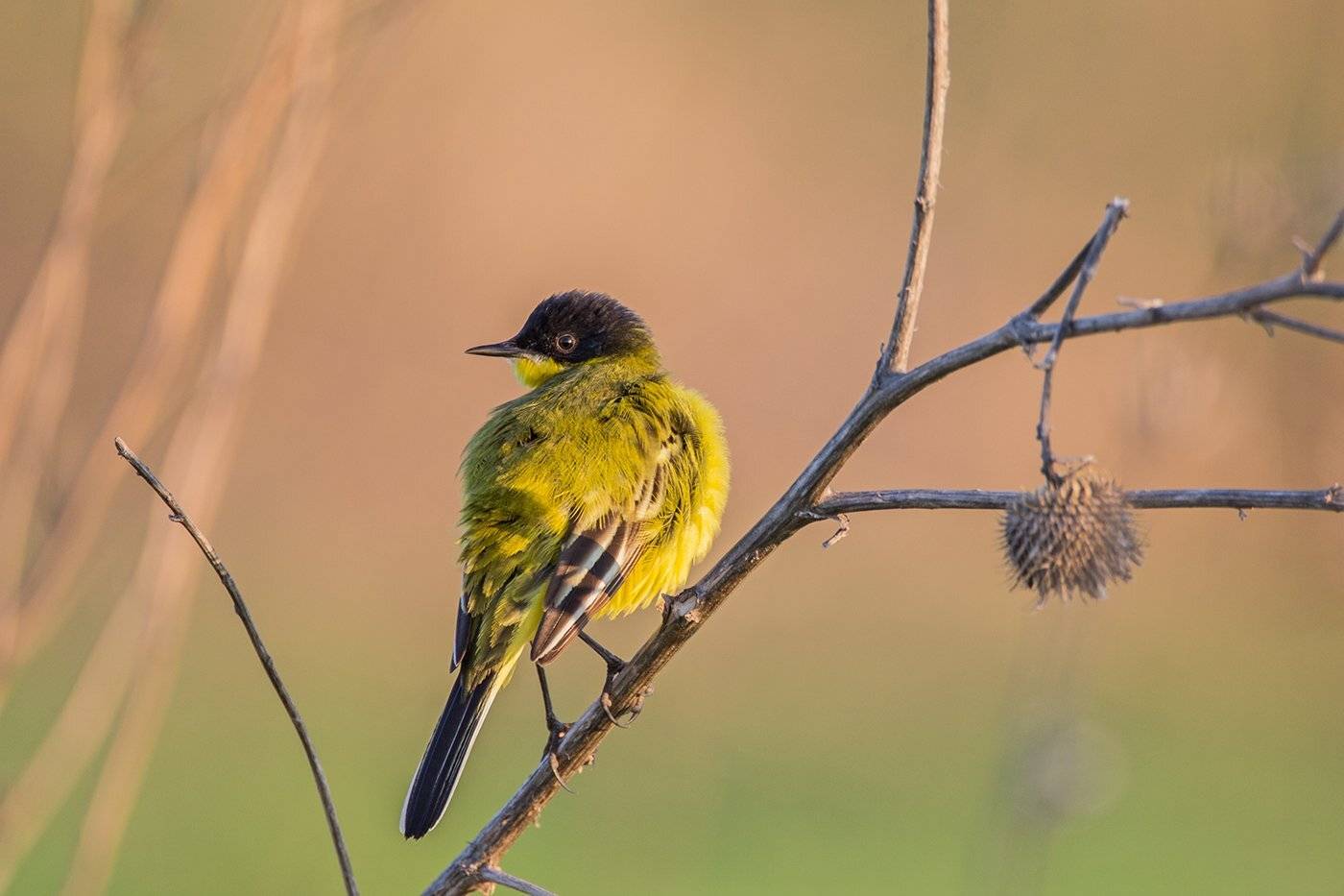 , Илья Михеев