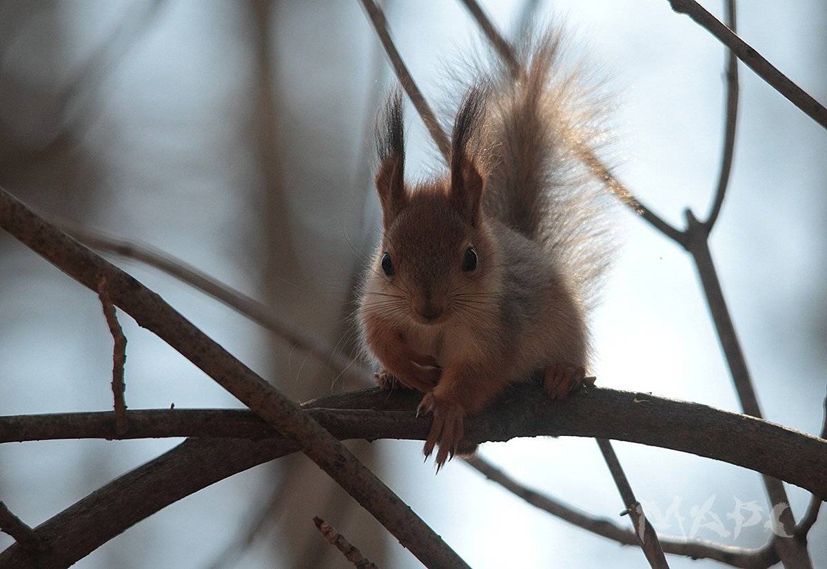 животные бельчонок весна, Шангареев Марс