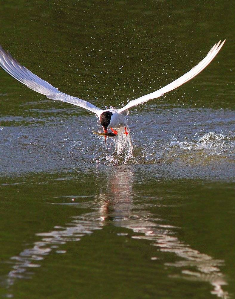 , Михаил Крюков