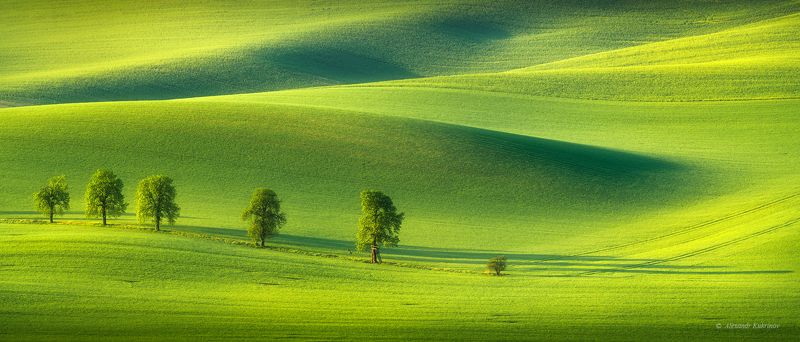 пейзаж, моравия, весна Весенний лайм... фото превью