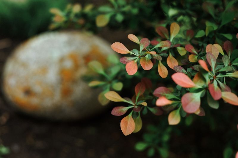 Гармония в полисаднике фото превью