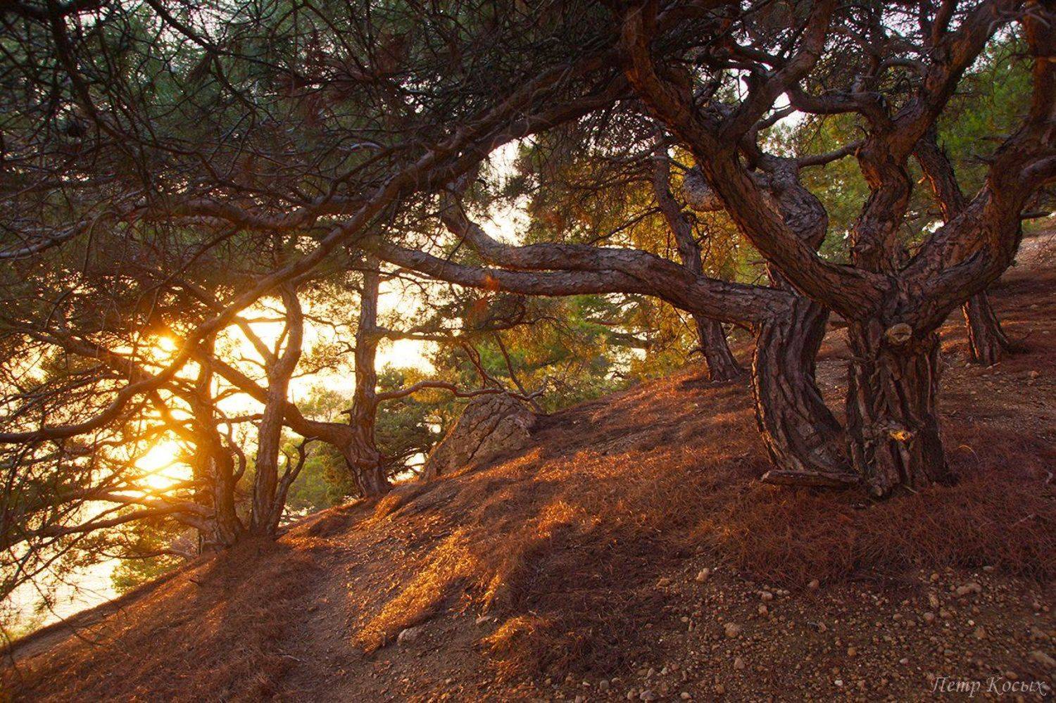 , Петр Косых