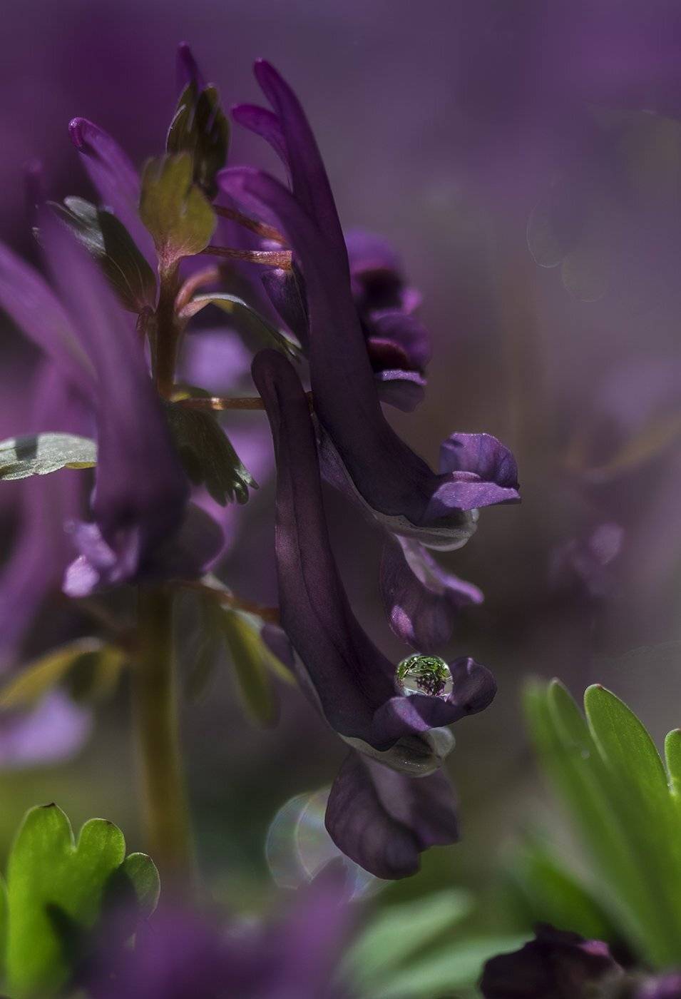 цветы,хохлатки, Елена Рубинская