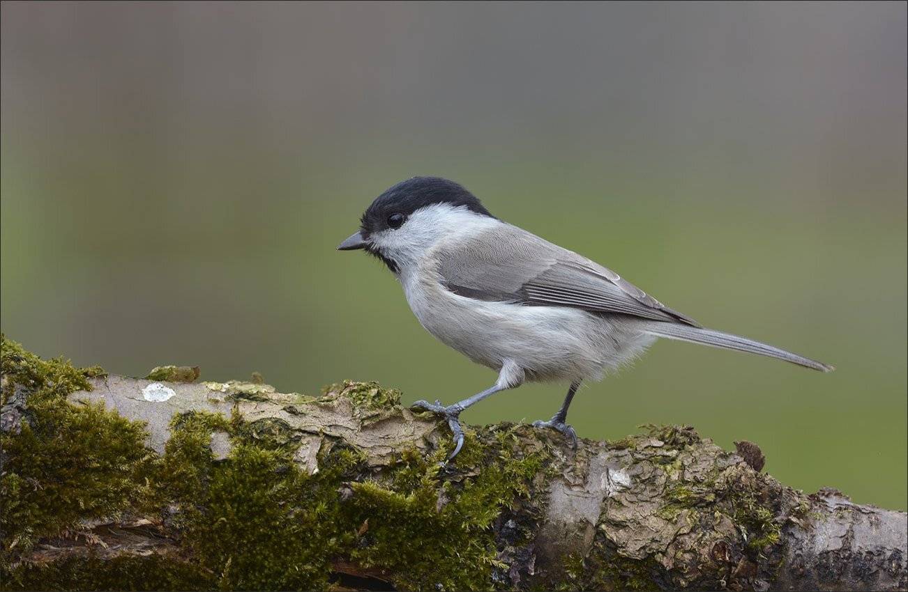 гаичка, Андрей Медведев