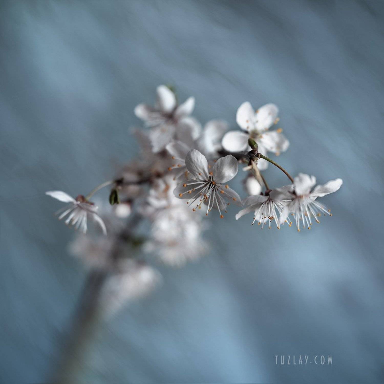 , Владимир Тузлай