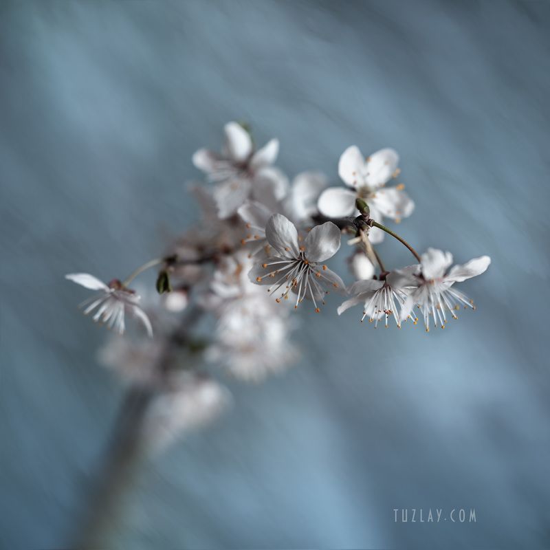 Квадратик про апрельское цветение фото превью