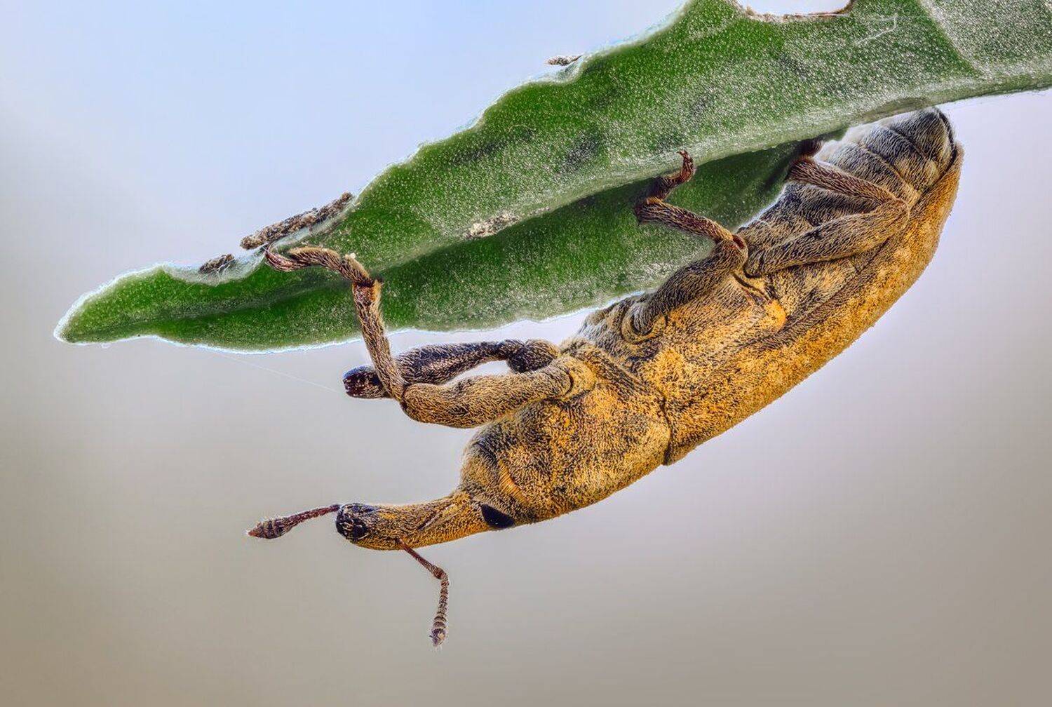 , Эльдар Гуртуев