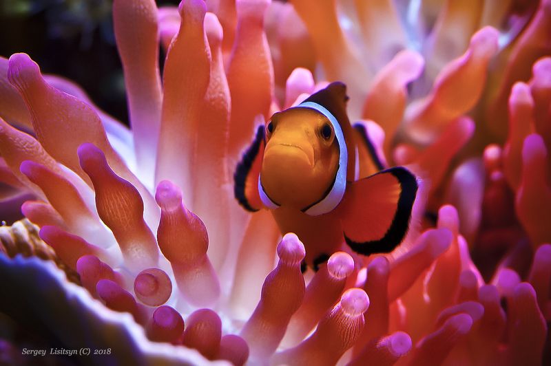 Clownfish. фото превью