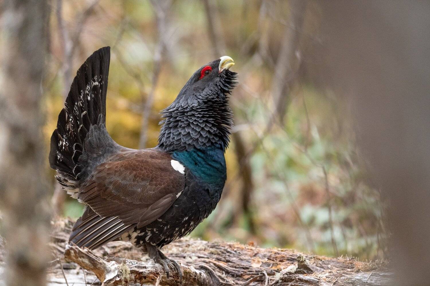 Western capercaillie, bird, nikon, , Arnfinn Malmedal