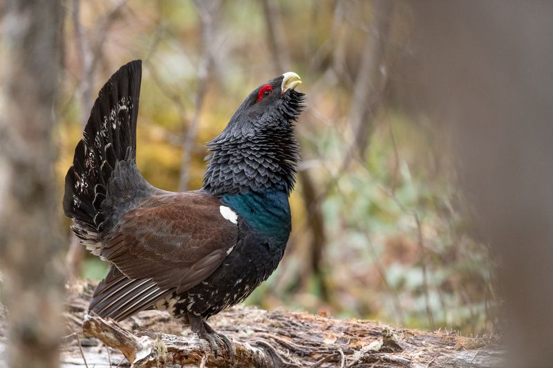 Western capercaillie фото превью