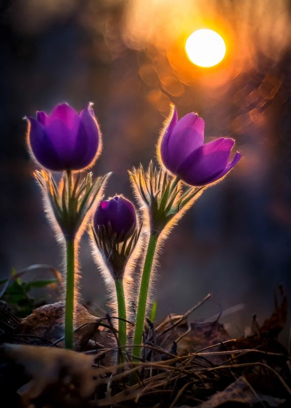 цветок,шмель,пчела,верба,сон трава,подснежник,пион,незабудка,весна ,лето,макро Fleur фото превью