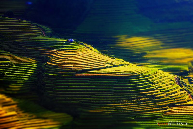 quanphoto, landscape, magical, sunlight, rice, terraces, golden, harvest, farmland, agriculture, rural, mucangchai, vietnam Stairway to Heaven фото превью