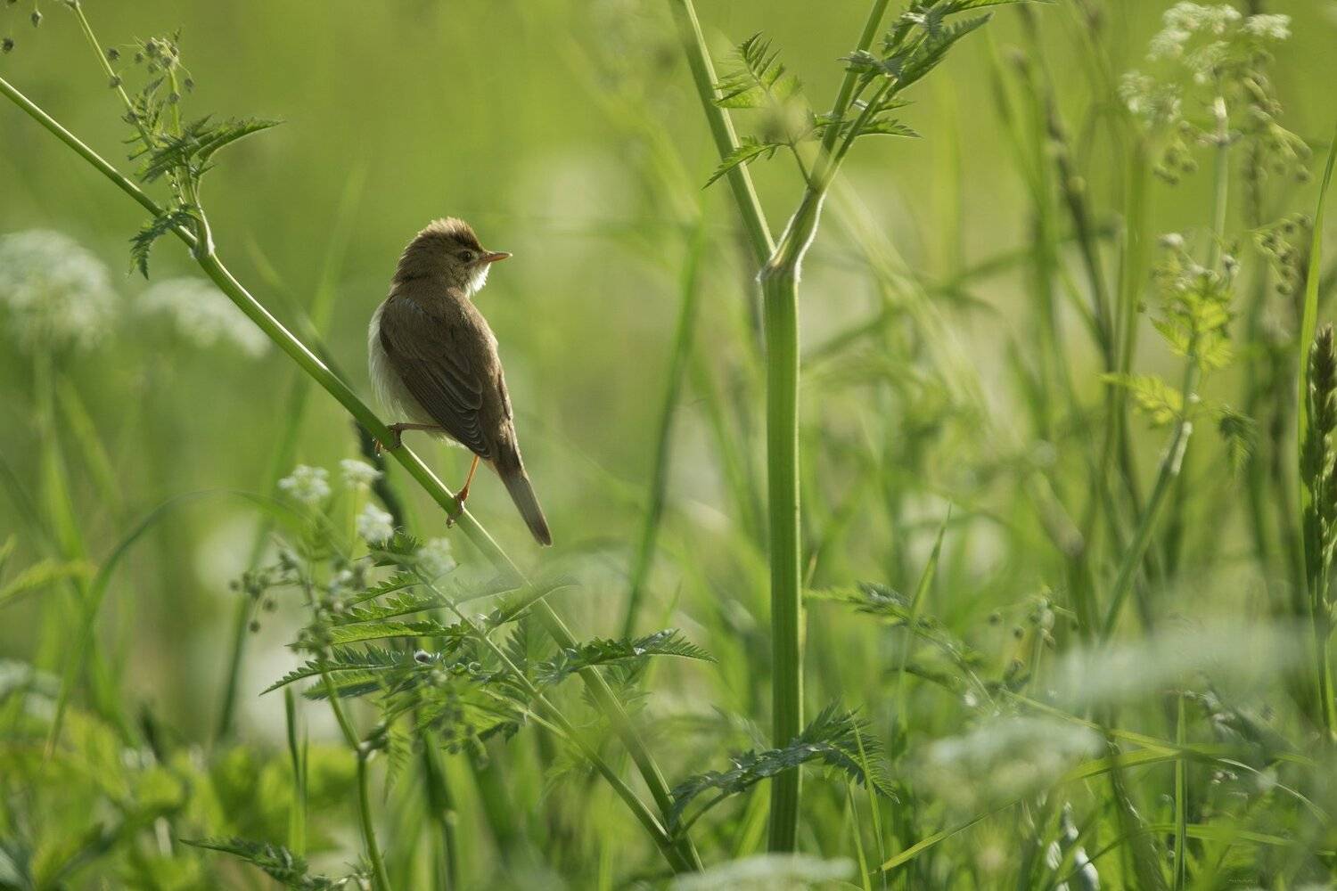 природа, лес, животные, птицы, Дмитрий Посевич