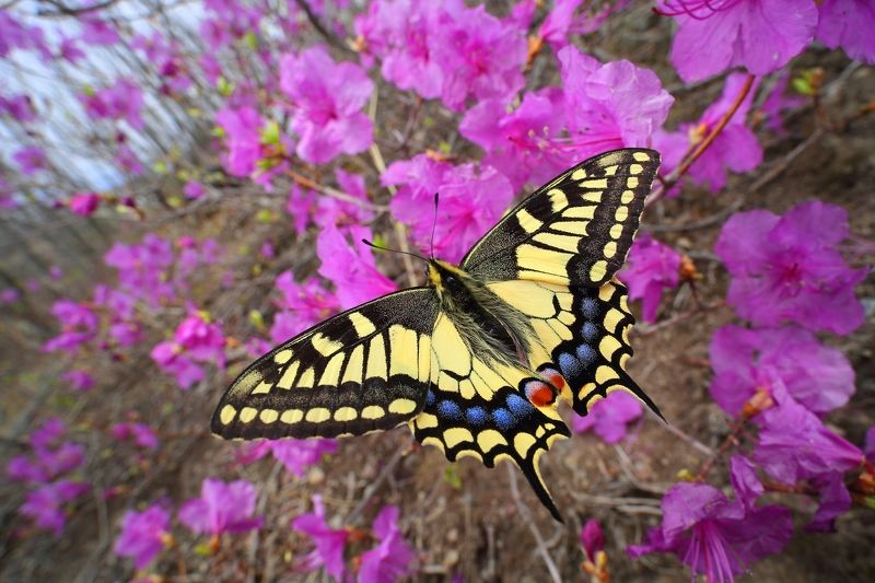макросьемка В розовом цвете фото превью