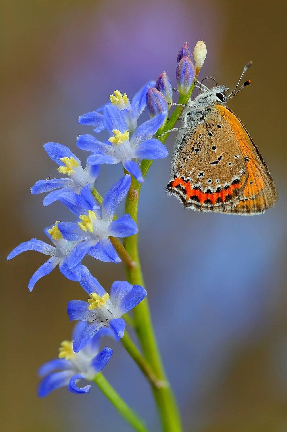 макросьемка, Иван Науменко