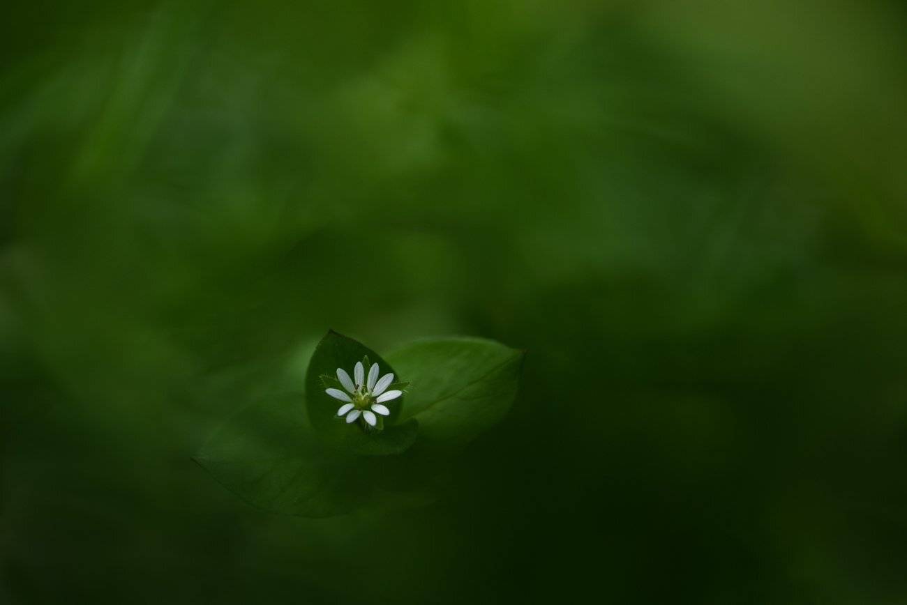 , Андрей Степанов