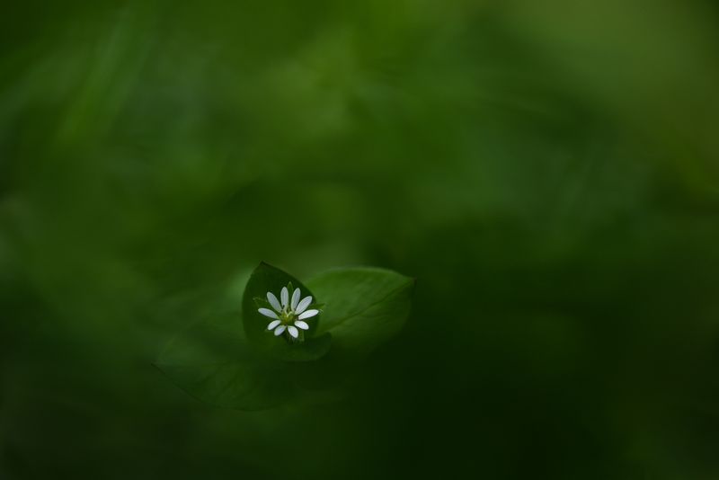 Ай-ой, что ж ты маленький такой? фото превью