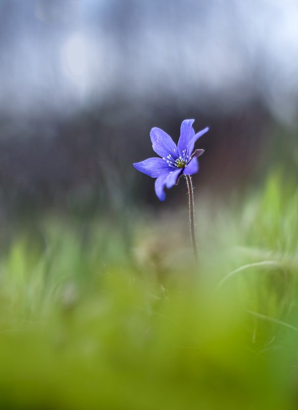 flowers, blue, macro, anemone The One фото превью