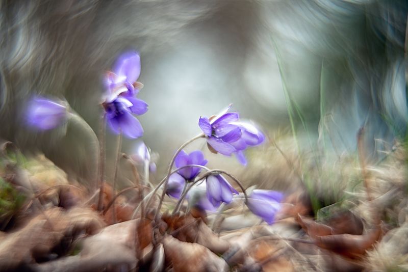helios, macro, flowers, anemone, blue, abstract, fairytale, Swirly bokeh фото превью