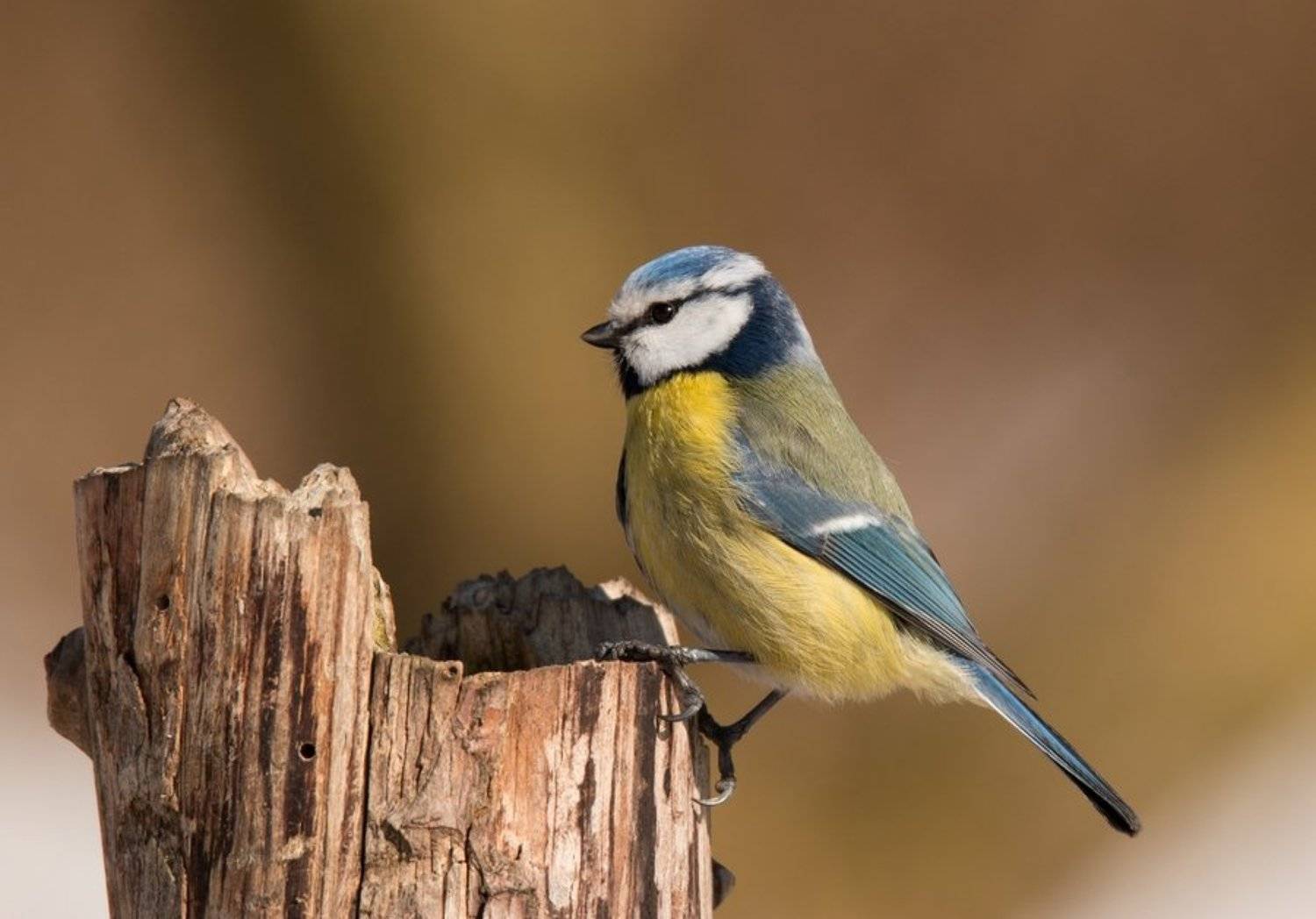 птицы, лазоревка,, Владимир Пакалевич