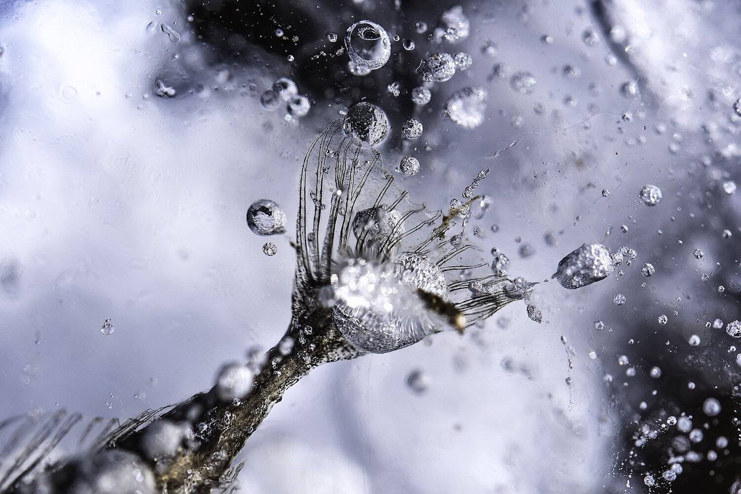 macro, ice, fish, Sylwia Grabinska