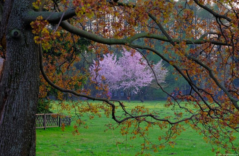 весна,цветы,сакура,сад,парк,цветение,краски,деревья, Краски весны фото превью