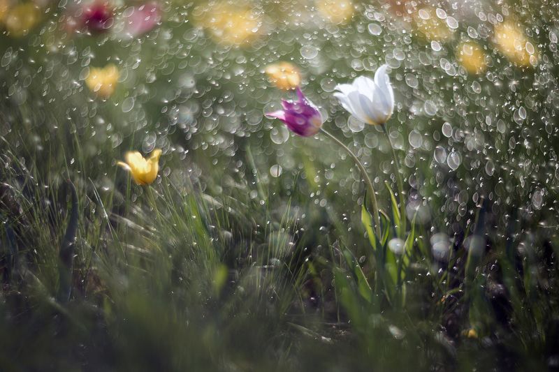 фото , цвет , степь , тюльпан , весна Степной тюльпан фото превью