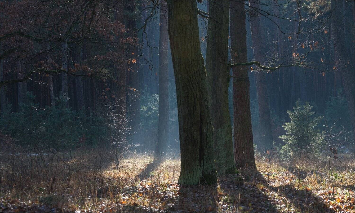 , Николай Шахманцир