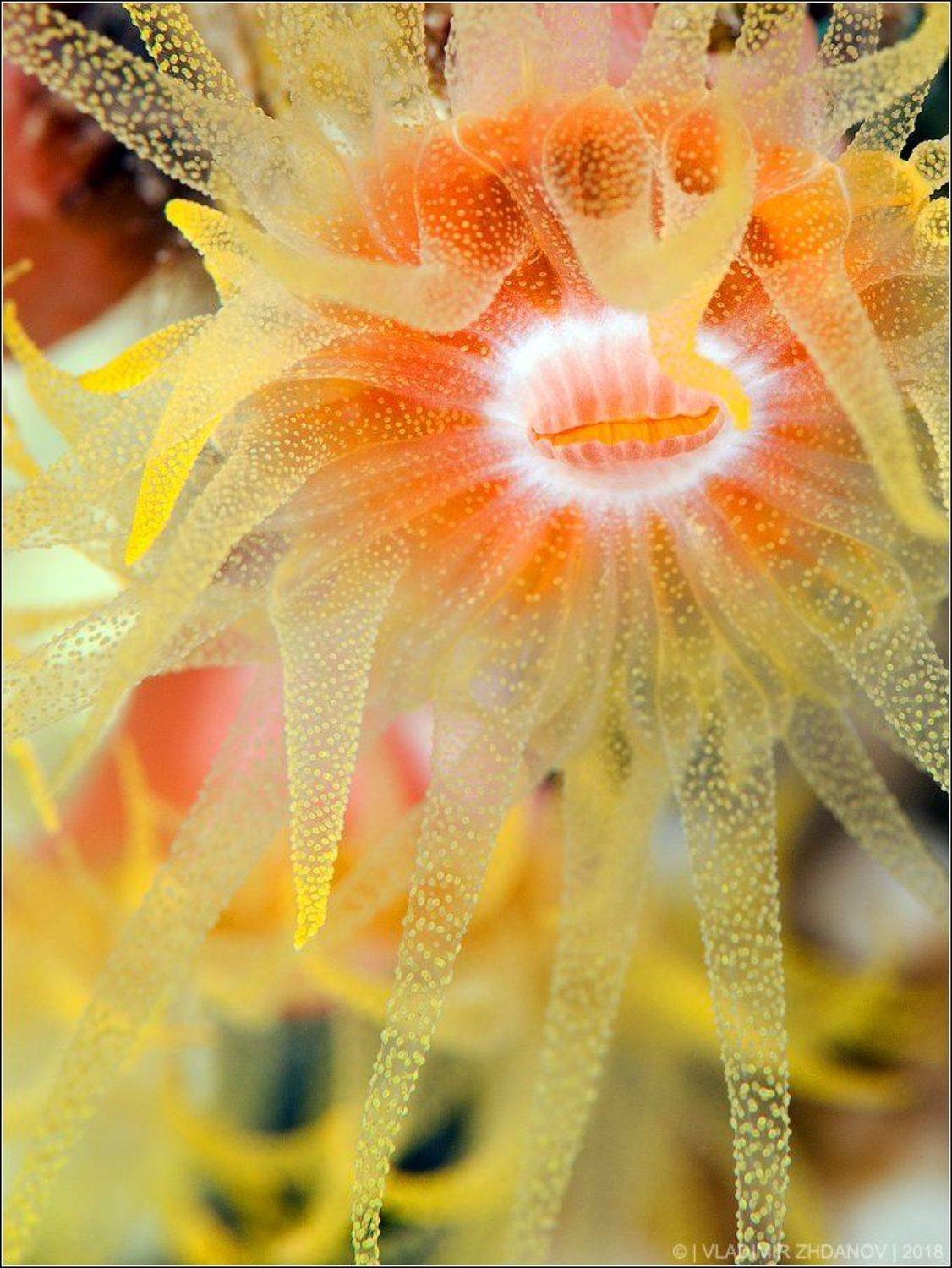 , Владимир Жданов