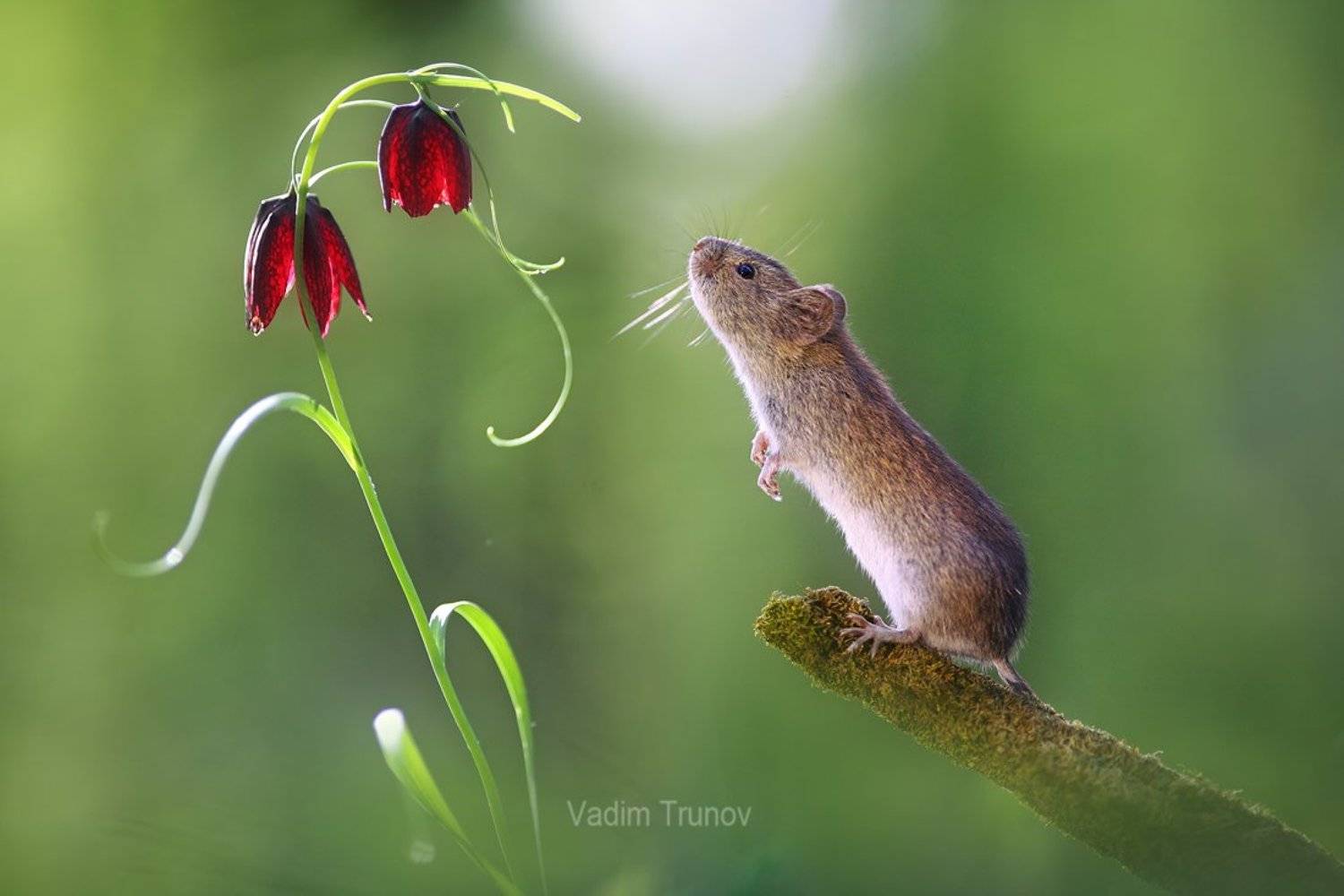 , Вадим Трунов