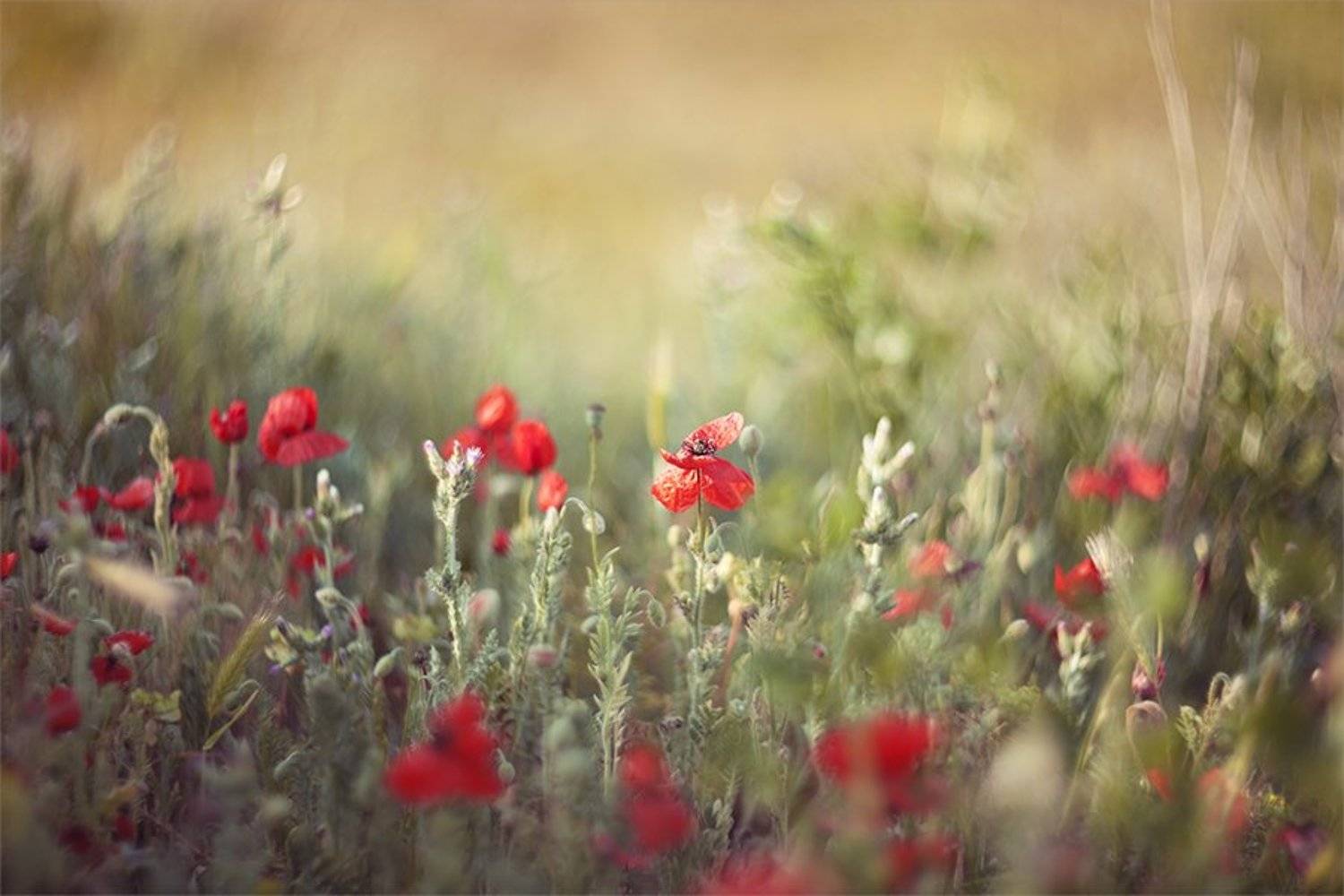 , Наталья Ова