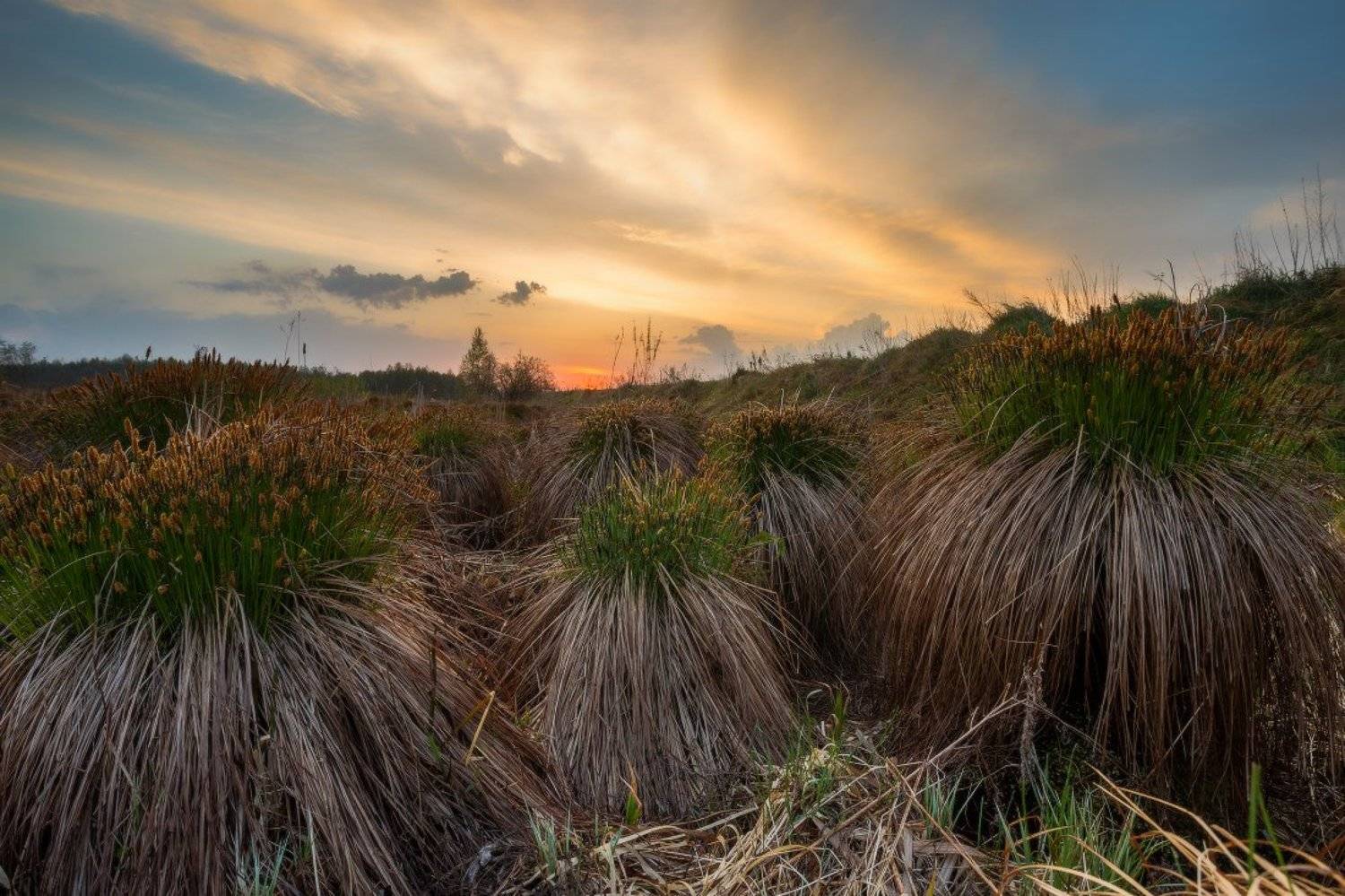 , Андрей Дитковский