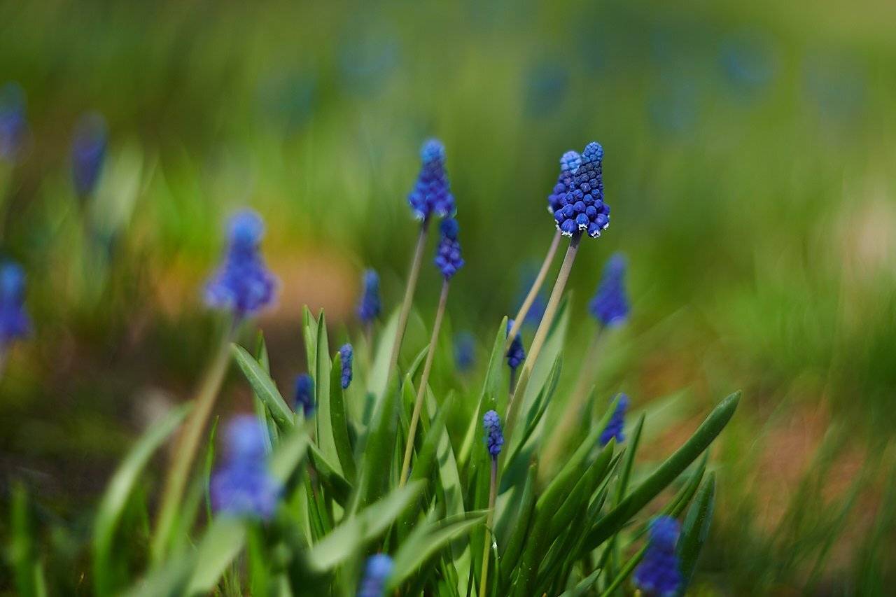 , Веселов Александр