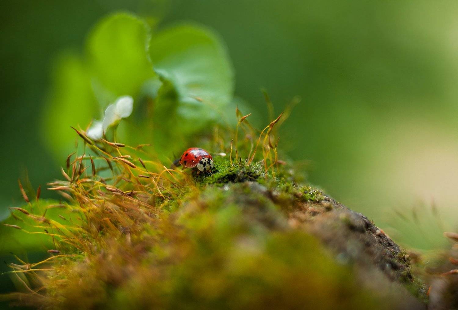 , Аделина Деветакова