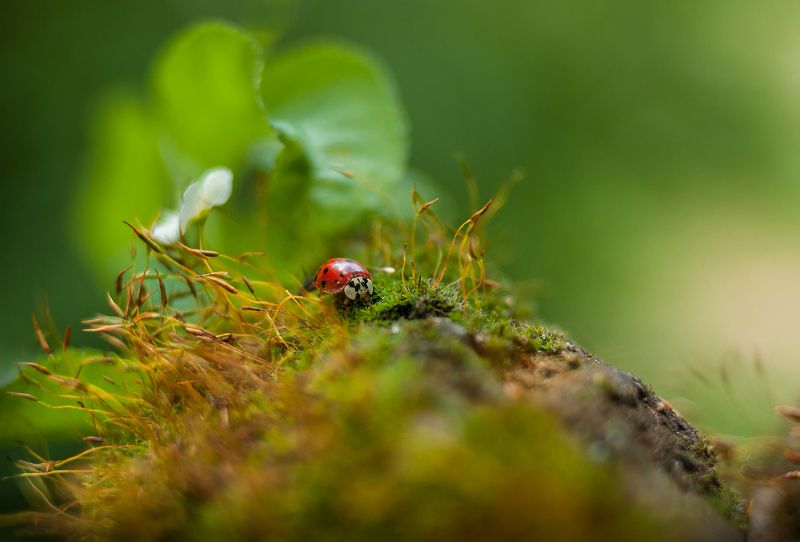 Точица фото превью