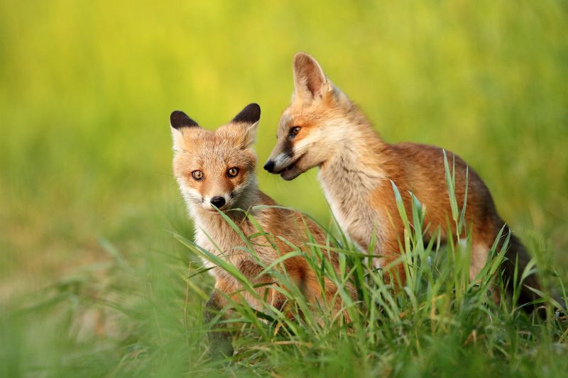 fox, wildlife, animals, poland Silly little foxes фото превью