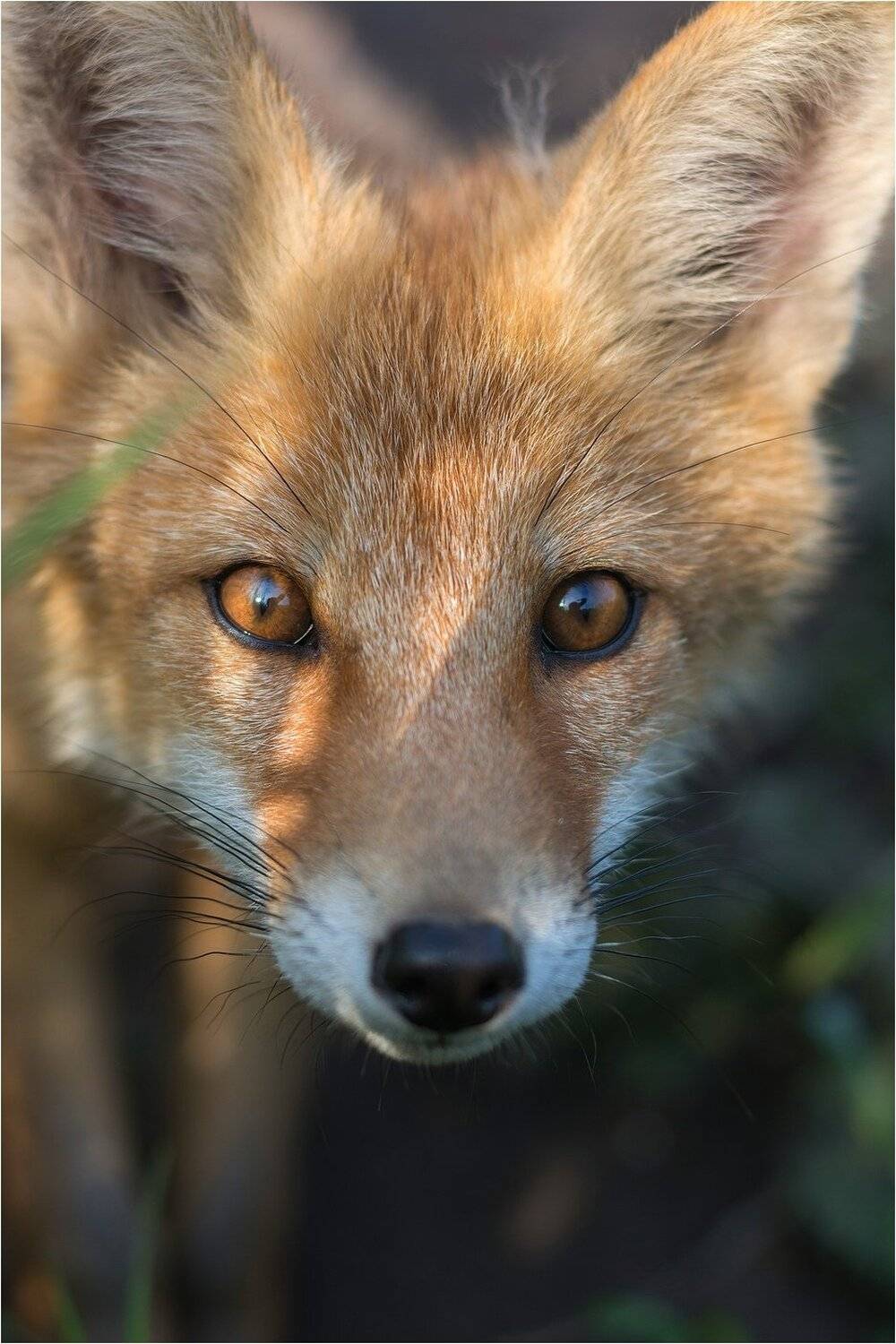 , Руслан Сигушин