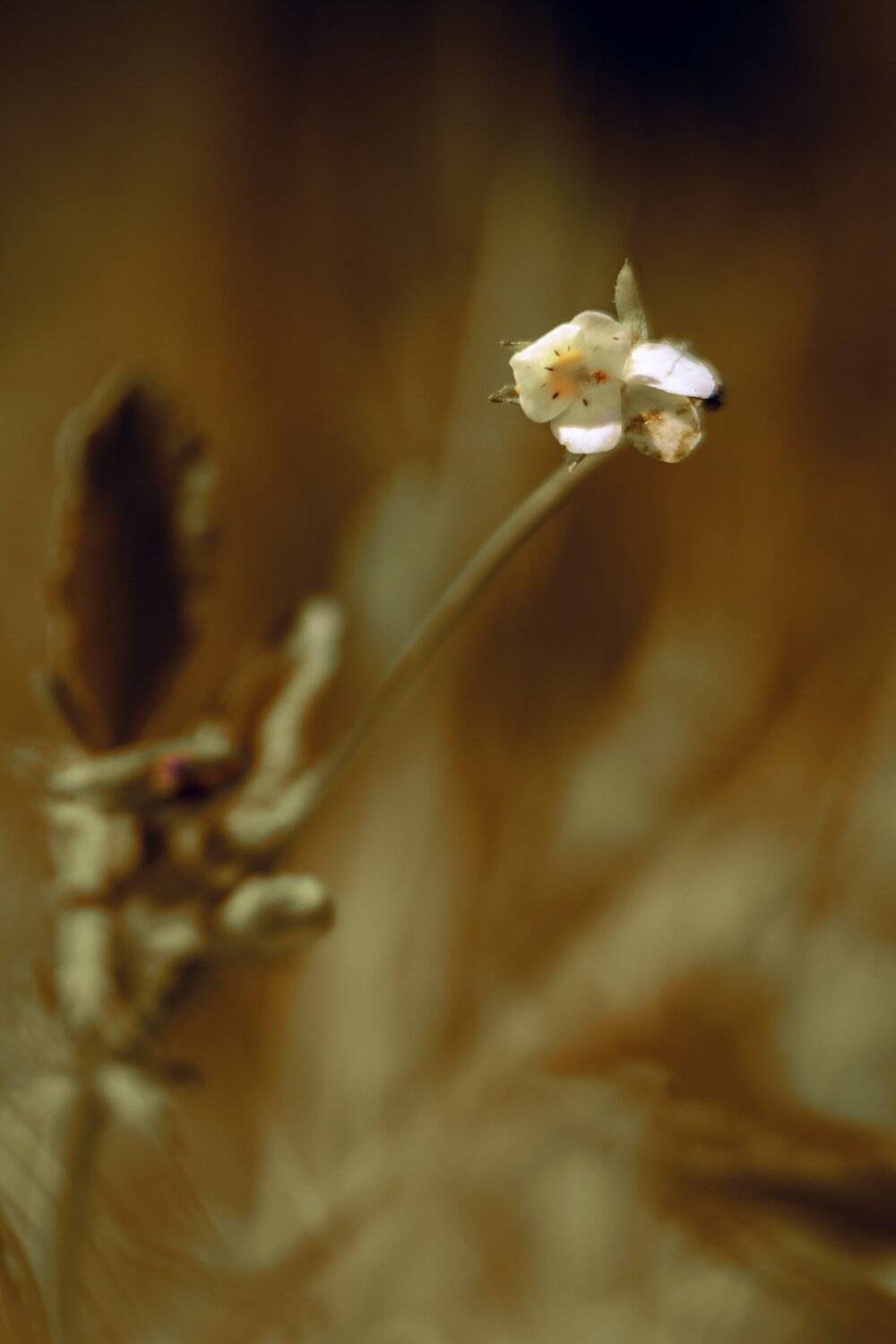 весна,природа,беларусь, Sixten ( Сергей )