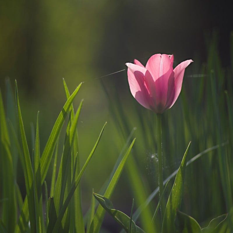 w moim ogrodzie фото превью